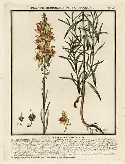 Common toadflax, Linaria vulgaris
