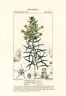Toadflax Prints: Common toadflax, Linaris vulgaris