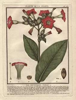 Nicotiana Gallery: Common tobacco, Nicotiana tabacum