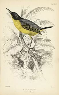 Black Headed Collection: Common tody-flycatcher, Todirostrum cinereum
