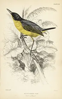 Flycatchers Prints: Common tody-flycatcher, Todirostrum cinereum