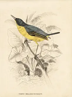 Common tody-flycatcher, Todirostrum cinereum
