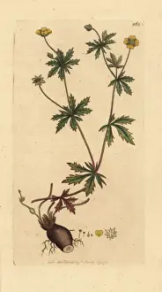 Root Prints: Common tormentil, Potentilla erecta
