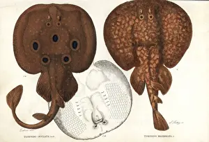Bildersaal Prints: Common torpedo and marbled electric ray