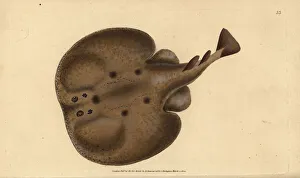 Skate Gallery: Common torpedo, Raja torpedo