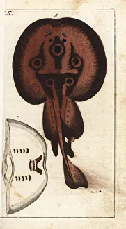Raja Gallery: Common torpedo ray, Raja torpedo