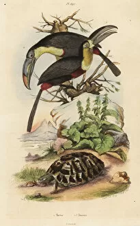 Common tortoise, sulfur-breasted toucan