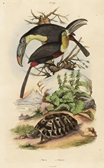 Guerin Meneville Collection: Common tortoise, sulfur-breasted toucan