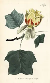 Common tulip tree, Liriodendron tulipifera