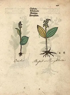 Ophrys Prints: Common twayblade orchid, Neottia ovata