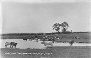 Cows Prints: The Common at Upper Killay
