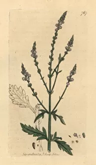 Common vervain, Verbena officinalis