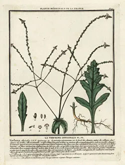 Colour Printing Prints: Common vervain, Verbena officinalis