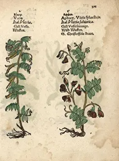 Fodder Prints: Common vetch, Vicia sativa, and cow vetch, Vicia cracca