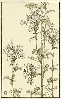 Pochoir Prints: Common Vipers Bugloss