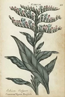 Additional Gallery: Common vipers bugloss, Echium vulgare