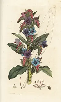 Vulgare Prints: Common vipers bugloss, Echium vulgare