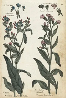 Additional Gallery: Common wall bugloss and houndstongue