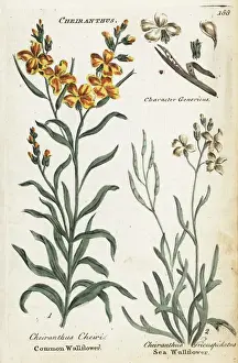 Joshuahamilton Prints: Common wallflower and sea stock