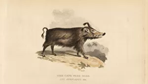 Verde Collection: Common warthog, Phacochoerus africanus