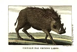 Common warthog, Phacochoerus africanus