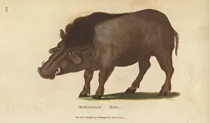 Kearsley Prints: Common warthog, Phacochoerus africanus