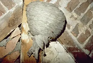 Common wasp nest