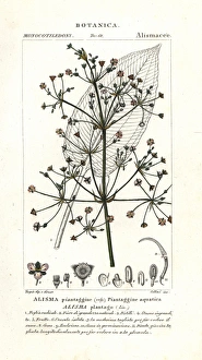 Aquatica Gallery: Common water-plantain, Alisma plantago-aquatica