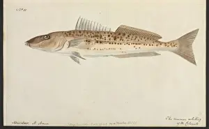 Robert Neill Prints: The common whiting
