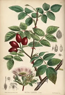 Common wild rose, Rosa canina