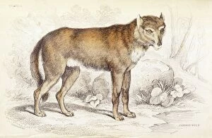 Common wolf (Canis lupus)