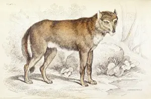 Tundra Prints: Common wolf (Canis lupus)