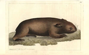 Polydore Collection: Common wombat, Vombatus ursinus