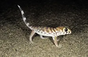 Common Wonder / Frog-eyed Gecko
