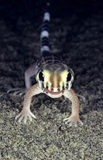 Common Wonder / Frog-eyed Gecko