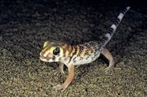 Frog Gallery: Common Wonder Gecko / Frog-eyed Gecko - looks