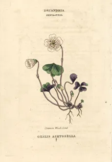 Acetosella Gallery: Common woodsorrel, Oxalis acetosella
