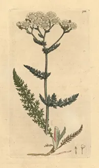 Achillea Collection: Common yarrow or milfoil, Achillea millefolium