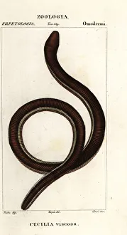 Caecilian Prints: Common yellow-banded caecilian, Ichthyophis glutinosus