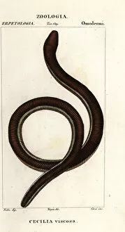 Common yellow-banded caecilian, Ichthyophis glutinosus