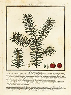 Common yew or English yew, Taxus baccata