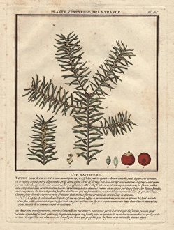 Common yew tree, Taxus baccifera