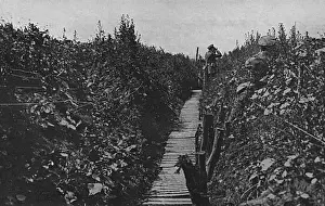 Bloom Prints: A communication trench in bloom, WW1