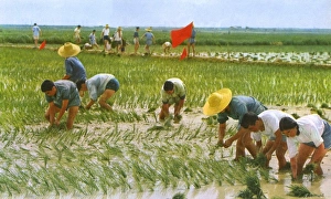 Images Dated 28th June 2016: Communist China - agricultural workers