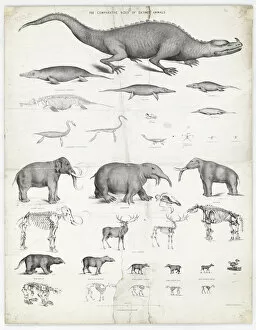 Hadrosauriformes Collection: The comparative sizes of extinct animals