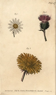 Compound flowers: daisy Bellis perennis, thistle Compound flowers: daisy Bellis perennis, thistle