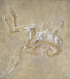 Compsognathus