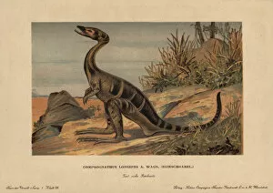Tiere Gallery: Compsognathus longipes, extinct small, bipedal