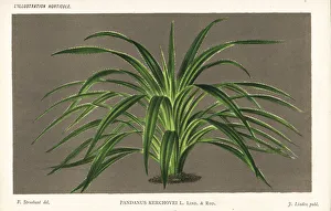 Stroobant Collection: Comte de Kerchove de Denterghems screw pine