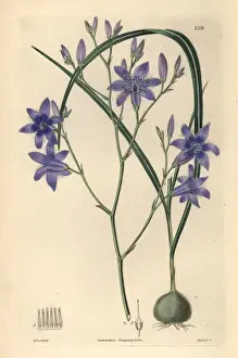 Conanthera campanulata